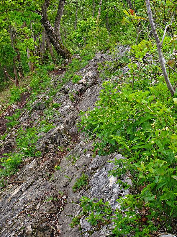 Der Wanderweg auf den Lägern