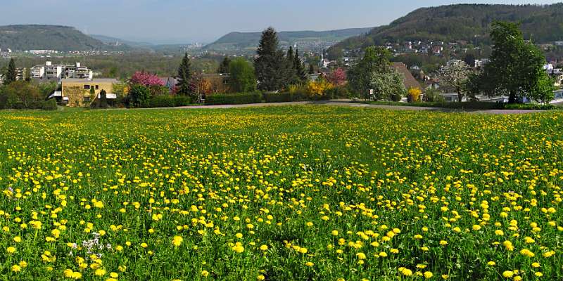 Frühling an der Limmat, Reuss und Aare Für interaktive Virtual Panorama-Tour