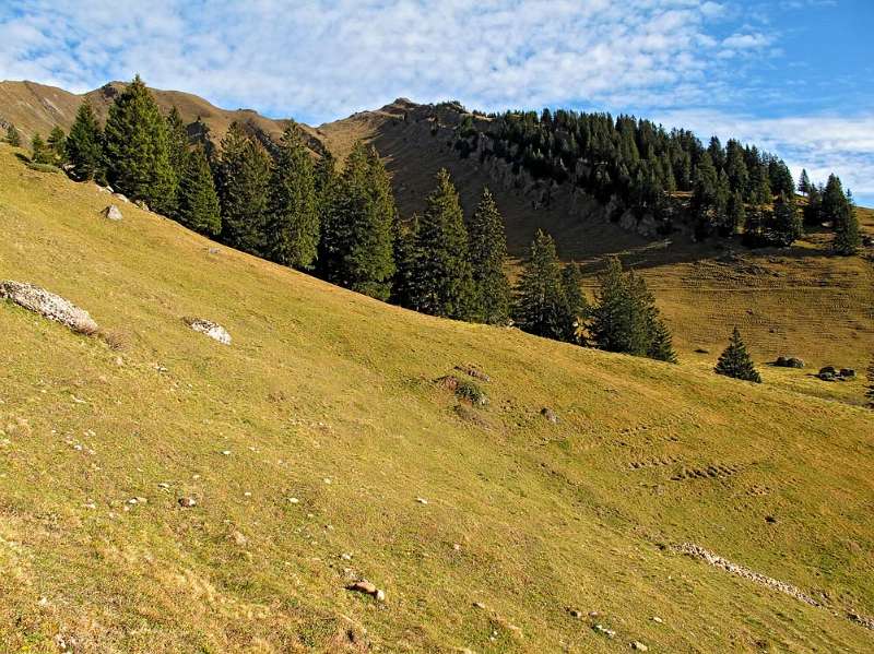 Erstmals Federigrat und Federispitz zu sehen