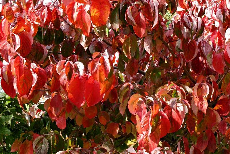 Rote Herbst-Farben