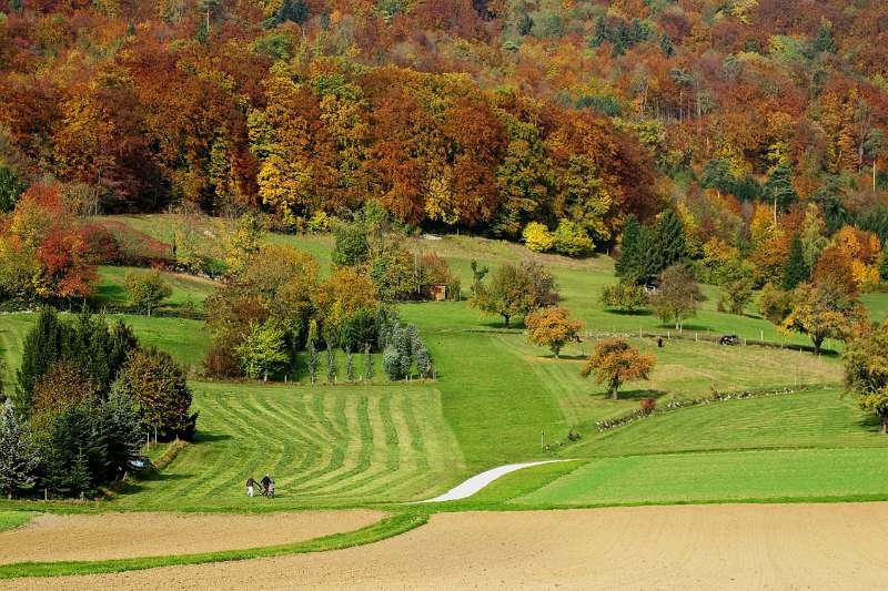 Der Herbst am Fuss von Lägern