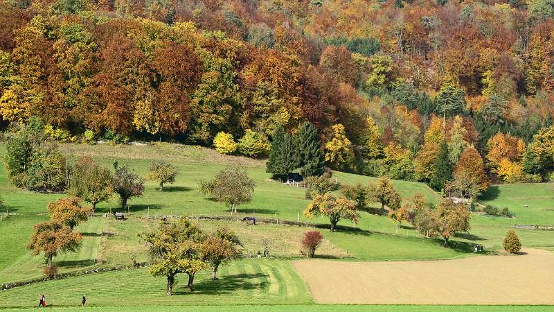 Der Herbst am Fuss von Lägern