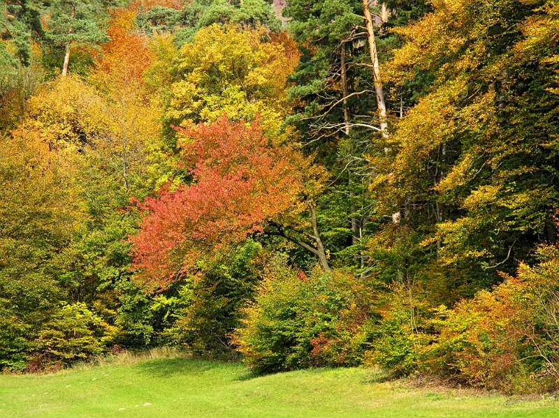 Der Herbst am Fuss von Lägern