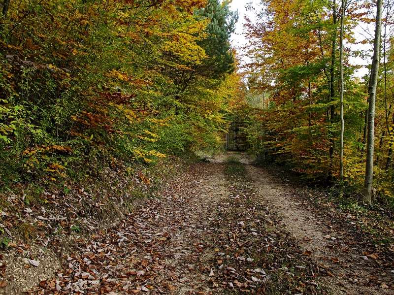 Gelb-Grün-Braun entlang dem Wanderweg