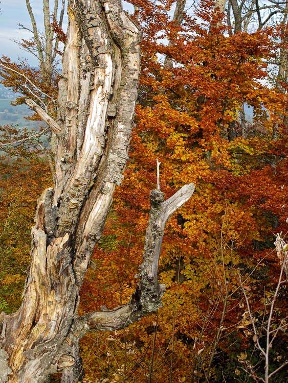 Der Herbst des Baumlebens