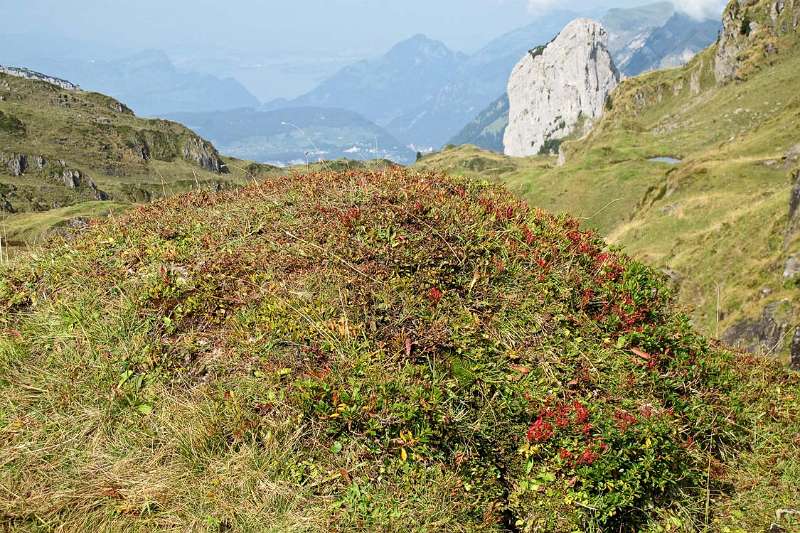 Die ersten Farben von Herbst