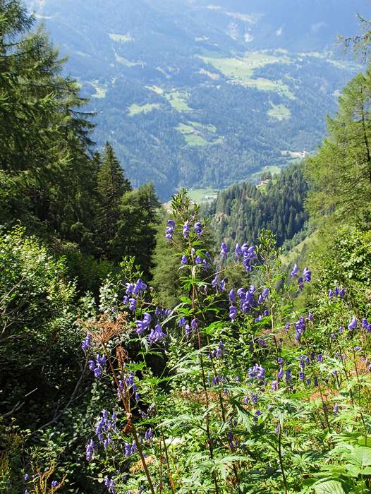 Auf dem Wanderweg entlang des Hangs zurück nach Le Prese