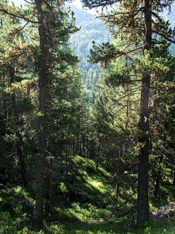 Blaue Flecke von Lagh da Saoseo zwischen Bäumen