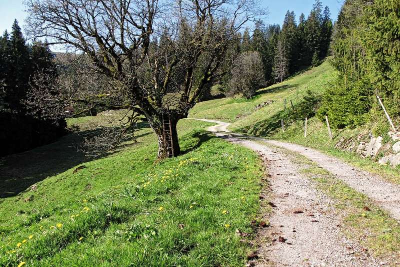 Am Anfang einfache Wanderung auf der Alpstrasse