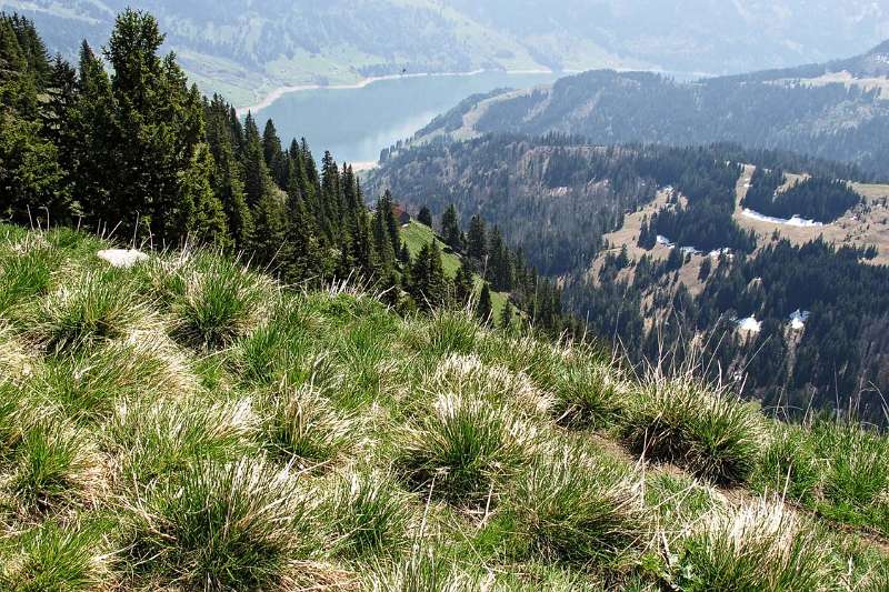 Wägitalersee von Gross Aubrig aus