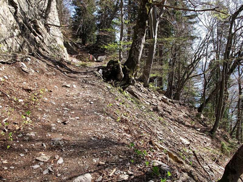 Gemütlicher Wanderweg im Wald