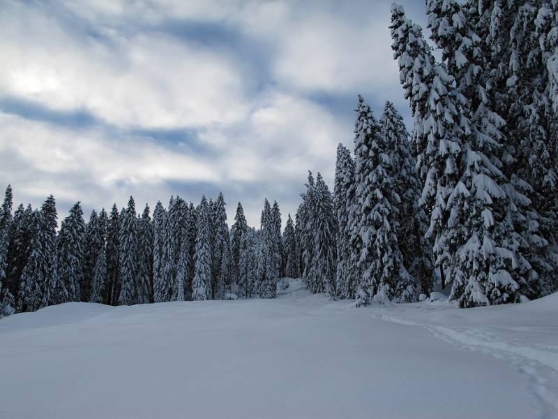 Verschneite Bäume und einige blaue Flecken auf dem Himmel kurz nach