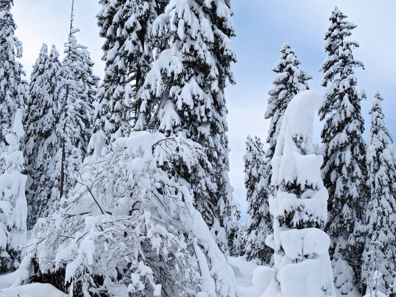 Viel Schnee im Wald