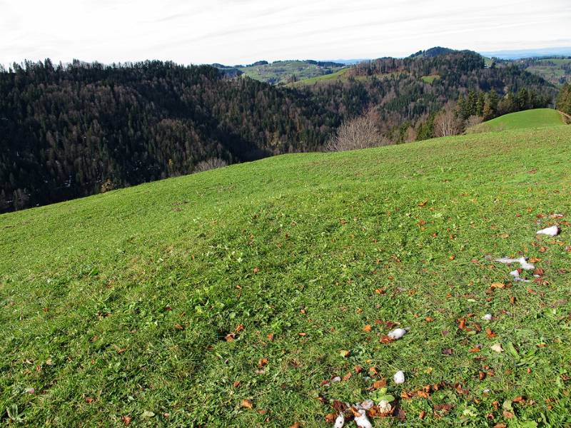 Immer noch grüne Wiesen