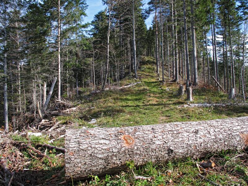 Wanderweg im Wald kurz nach Stralegg