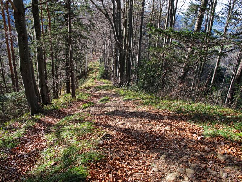 Schöner, herbstlicher Wanderweg im Wald