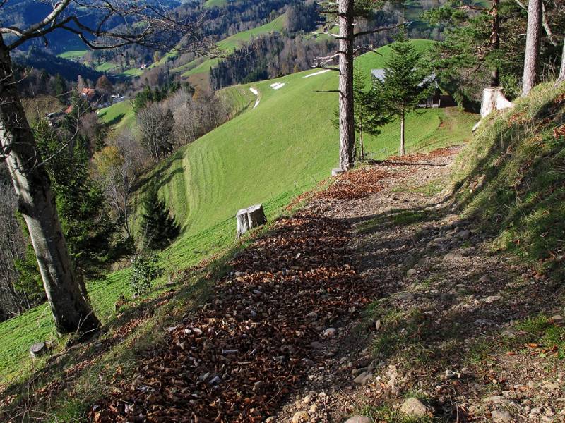 Der Wandeerweg nicht weit von Rütiwis