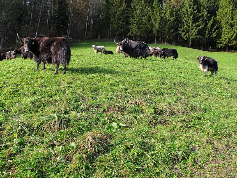 Da sind die. Die Herde von Jaken in Zürcher Oberland