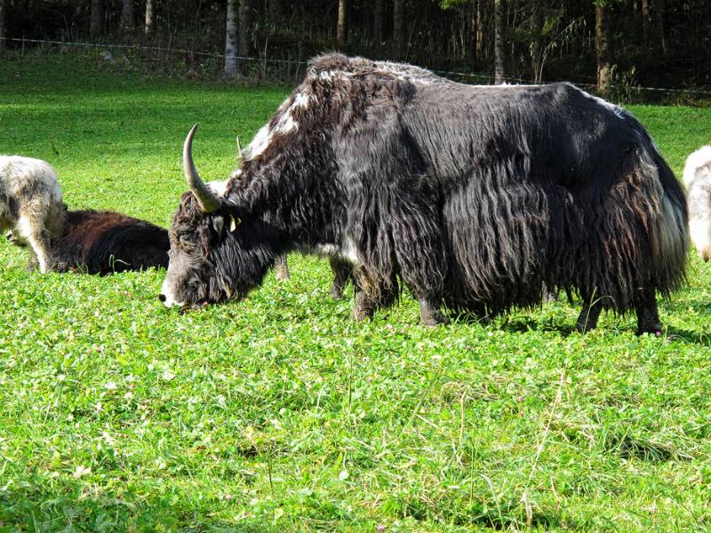 Das Oberhaupt der Herde