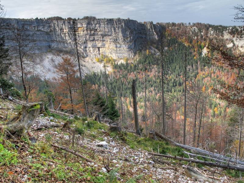 Umgefallene Bäume sind voraussichtlich die Spuren von Windböen