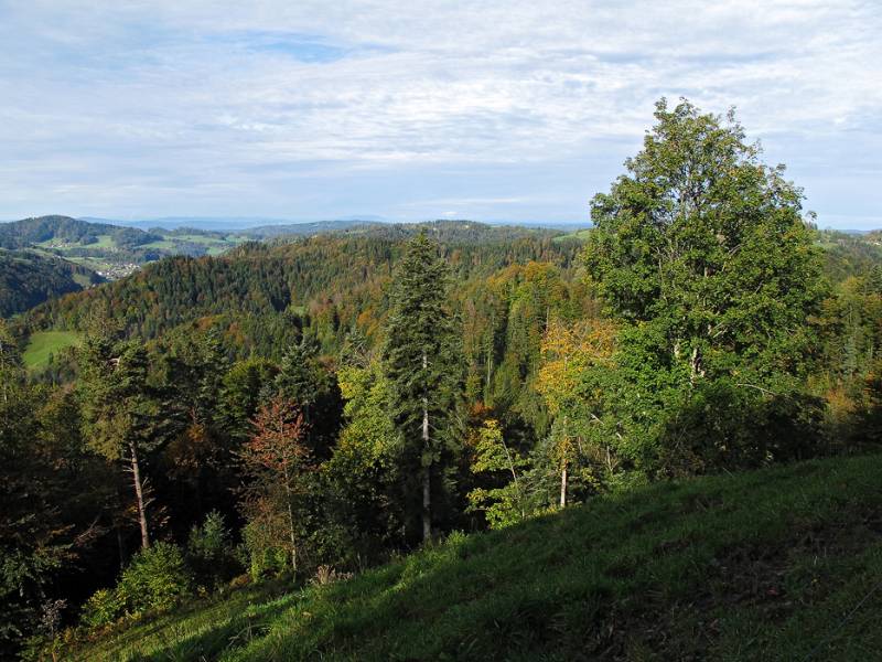 Einige farbige Bäume im Wald