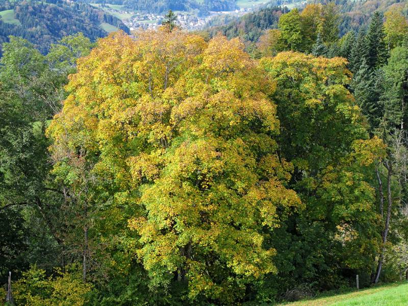 Gelbe Farben von Herbst 2012 im Zürcher Oberland