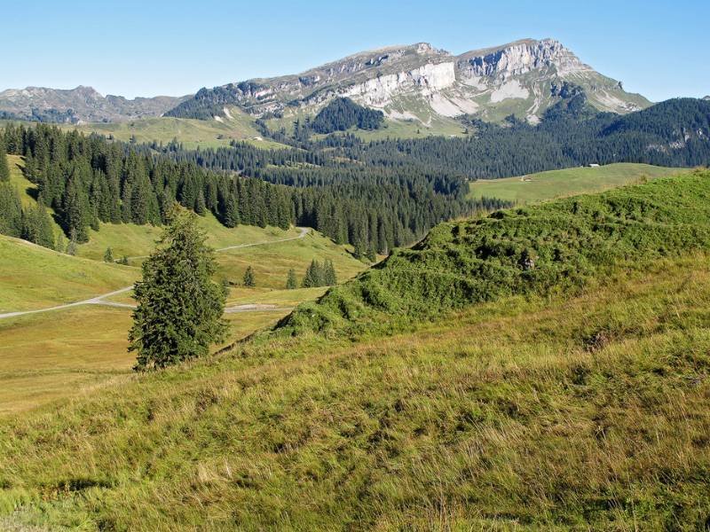 Schönen, noch nicht ganz herbstlichen, Wiesen mit Hohgant im Hintergrund