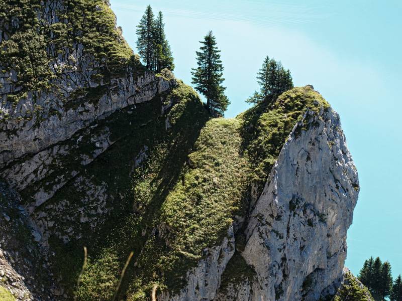 Solche Schulter sind beliebt von Steinböcken und Gemsen