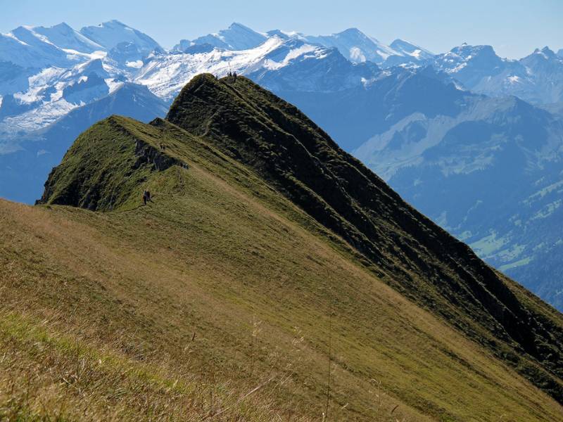 Suggiture und im Hintergrund Berner weisse Berge