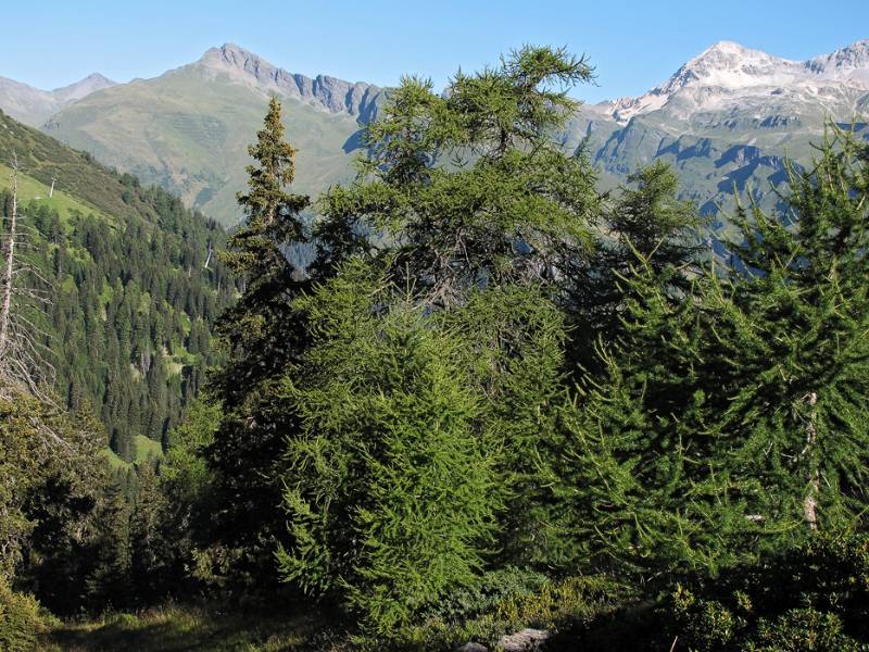 Start im Grünen von Splügenpasstrasse bei Isabrüggli, 1768m