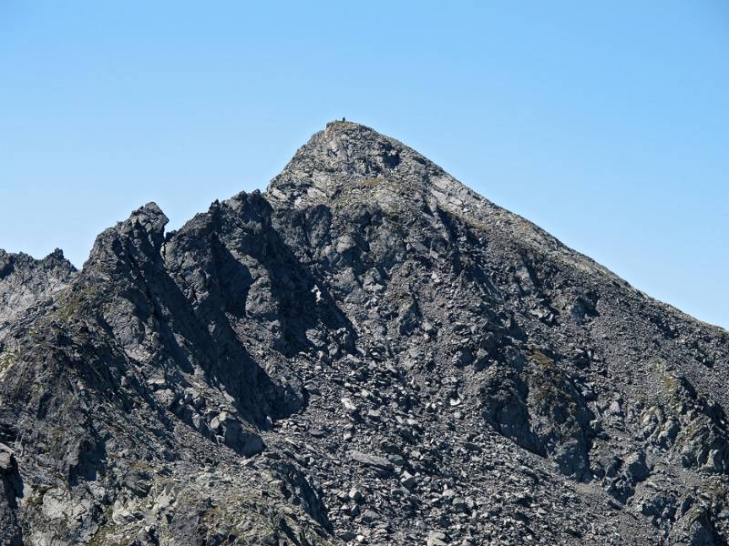 Seehorn