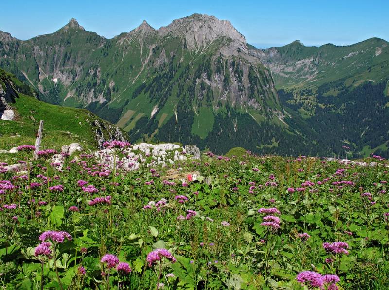 Üppige Pflanzen und Blümen