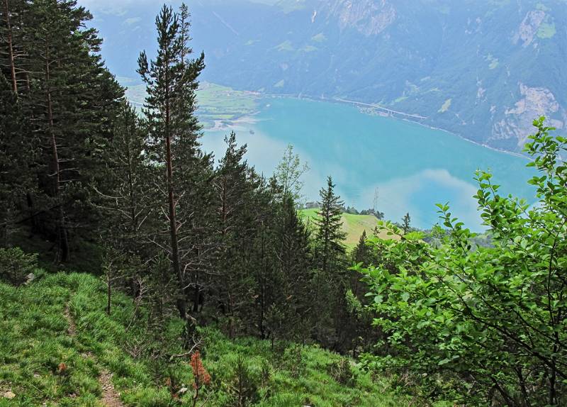 Urnersee über Waldlichtung