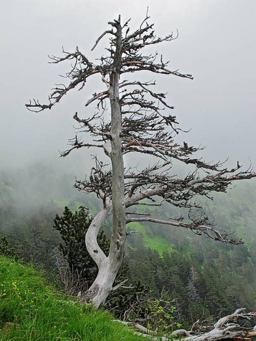 Der gestorbene Baum oberhalb von Felsenwand