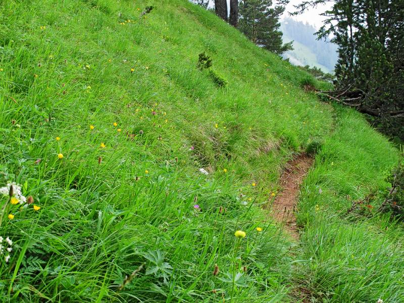 Wanderweg im Grünen