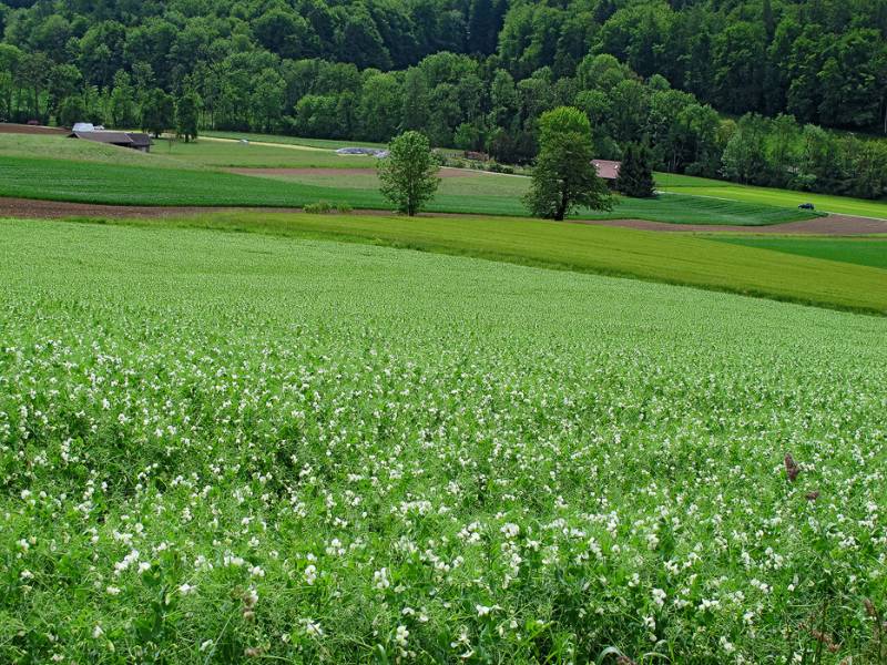 Üppige Pflanzen auf der Seite von Wettingen