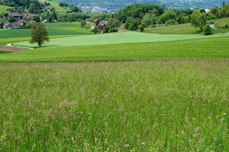 Schöne, bunte Wiesen. Blick Richtung Wettingen