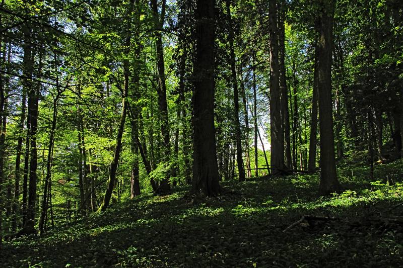 Wanderweg im schattigen Wald