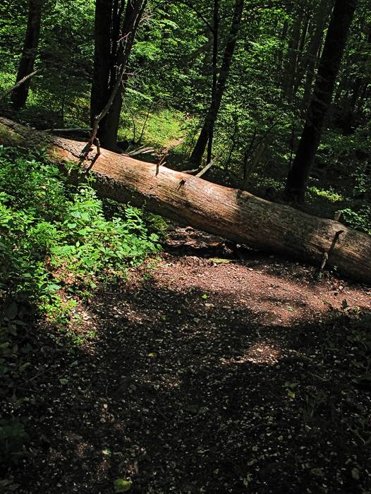 Die kleinen Hindernisse auf dem Wanderweg