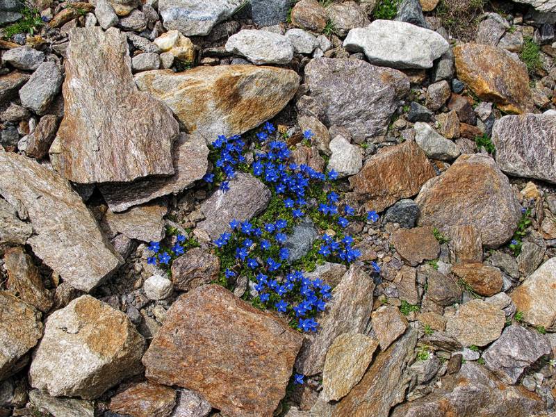 Noch genug Platz für farbigen Blumen zwischen Gestein