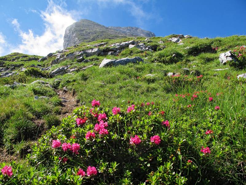 Alpenrosen und die Flanke von Hoch Geissberg