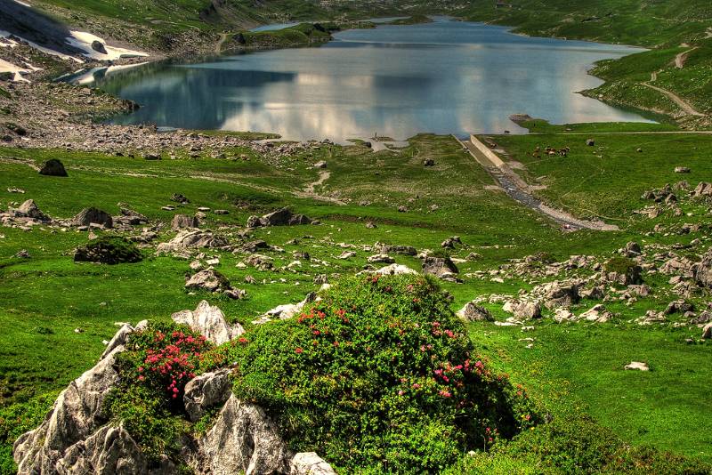 Glattalpsee mit Alpenrosen geschmückt