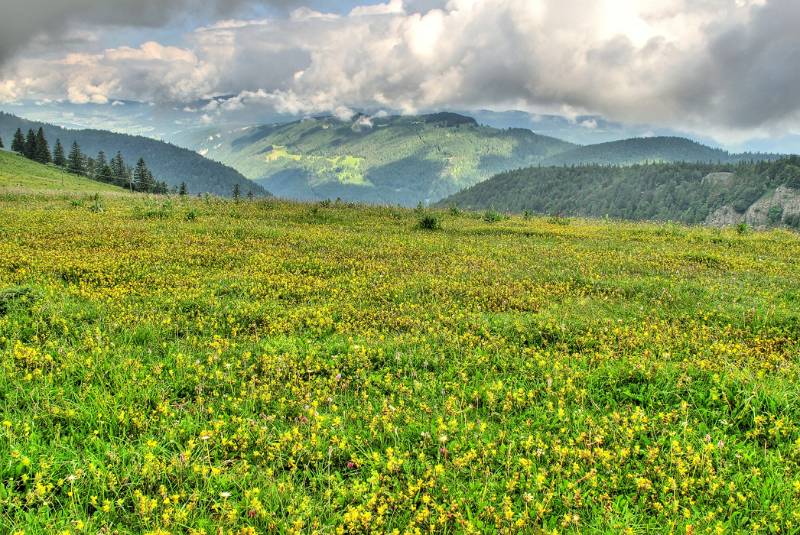 Viele Blumen und dichte Wolken am Horizont