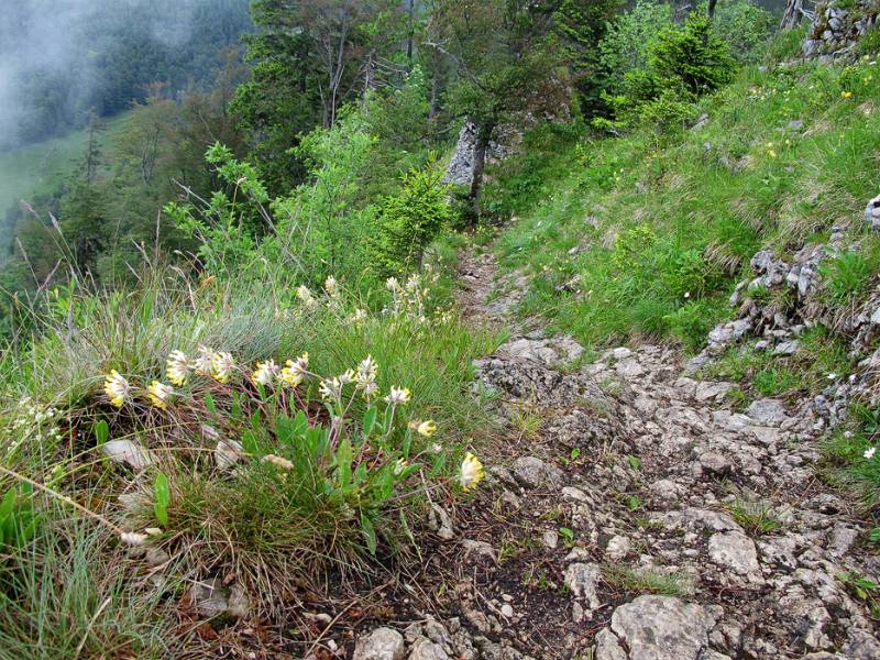 Der Wanderweg im Wald