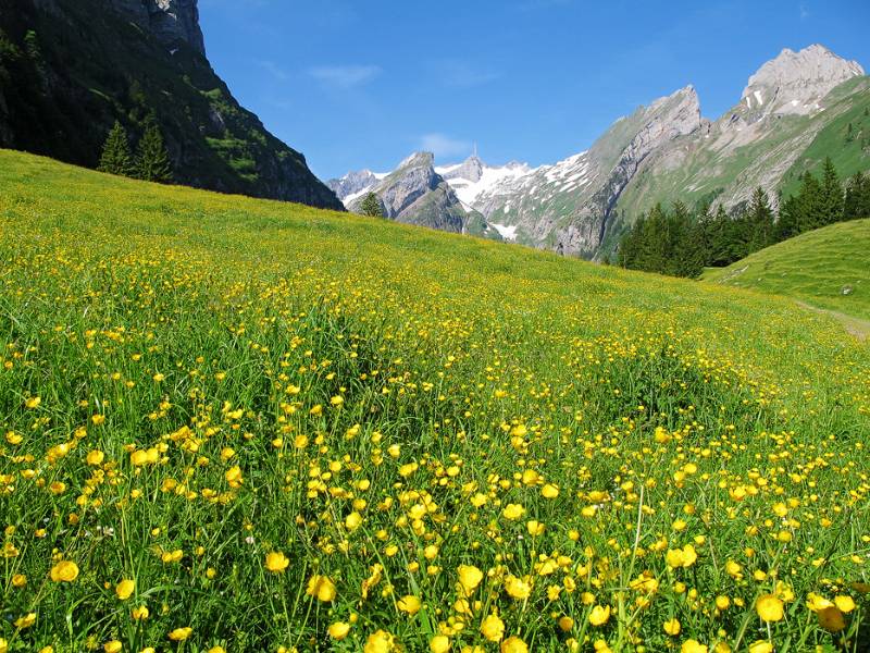 Bunte Wiesen mit Säntis im Hintergrund - das ist Appenzell