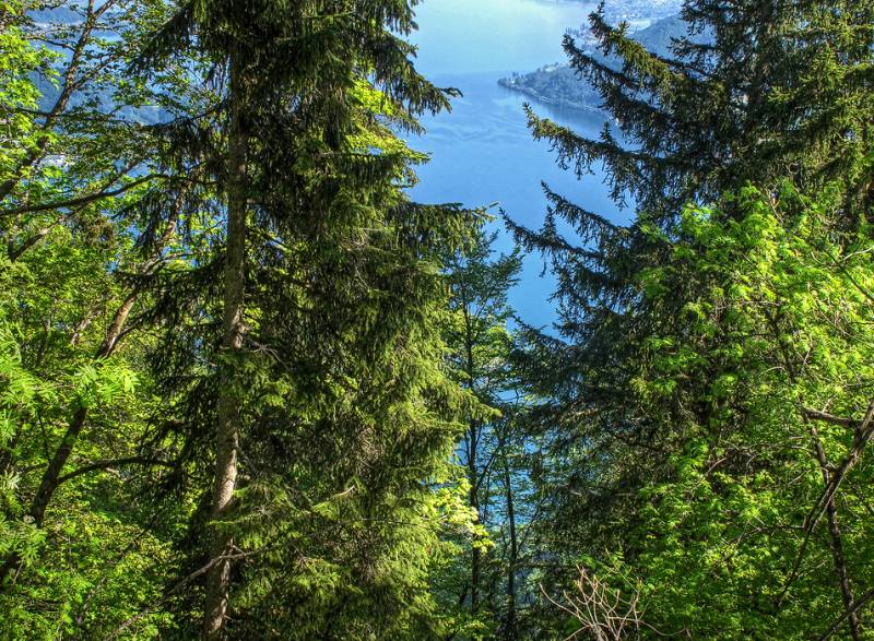 Zugersee zwischen Bäumen