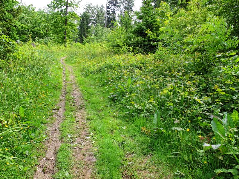 Üppige Pflanzen entlang des Wanderwegs