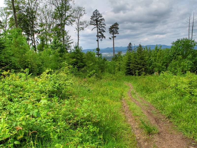 Blick über die Waldlichtung ins Limmattal