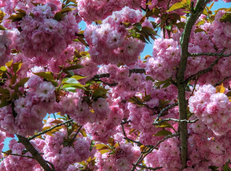 Und bunte Blumen unten in Wettingen