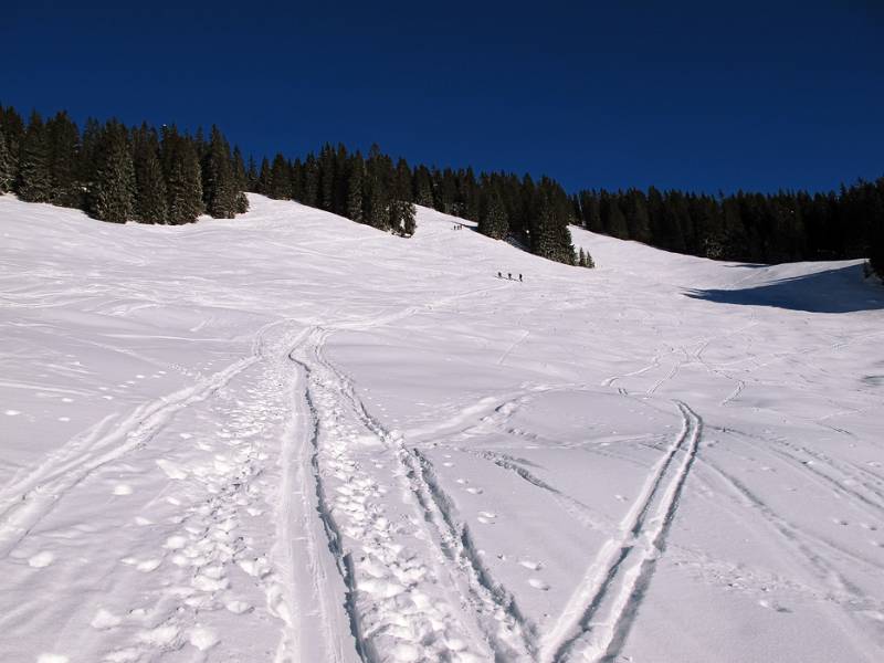 Auf gute Spur geht es zuerst Richtung Wald